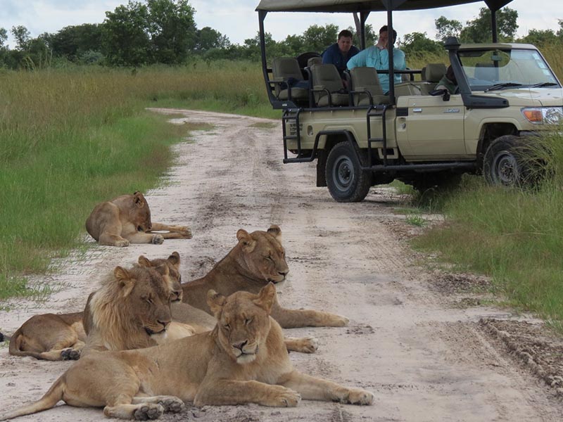 Image result for falcon safaris