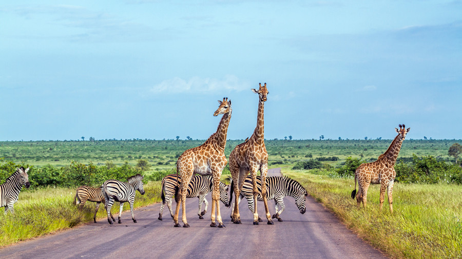 Image result for etosha national park